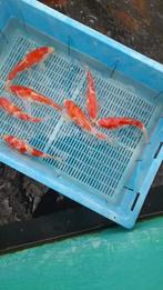 15 koi, Dieren en Toebehoren, Vissen | Vijvervissen