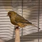 Kanarie man, Dieren en Toebehoren