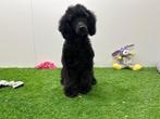 Nestjes Dwergpoedel pups, Dieren en Toebehoren, Poedel, België, CDV (hondenziekte), 8 tot 15 weken