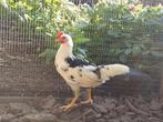 Jonge haantjes leghorn, Dieren en Toebehoren, Pluimvee