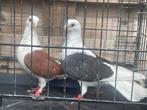 Gjylia 30€ couple, Animaux & Accessoires, Oiseaux | Pigeons