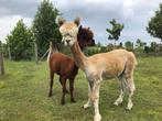alpacahengstje zoekt nieuwe thuis, Mannelijk