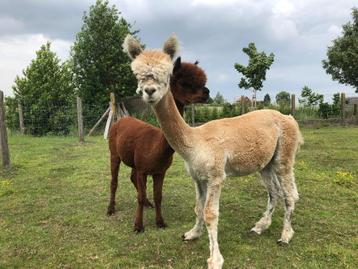 alpacahengstje zoekt nieuwe thuis beschikbaar voor biedingen