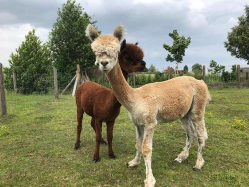 alpacahengstje zoekt nieuwe thuis, Dieren en Toebehoren, Overige Dieren, Mannelijk
