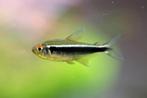 Zwarte neon, Dieren en Toebehoren, Vissen | Aquariumvissen