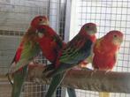 rosella, Dieren en Toebehoren, Vogels | Parkieten en Papegaaien, Meerdere dieren, Parkiet, Geringd