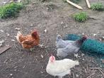 1 poule bleu de landes pondeuse a vendre, Dieren en Toebehoren, Pluimvee
