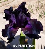 Différents iris germanica, Jardin & Terrasse, Plantes | Jardin, Plein soleil, Printemps, Enlèvement ou Envoi