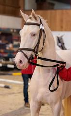 NIEUWE Pony dekhengsten bij Stal 't Oud Molenhuis!, Dieren en Toebehoren, Hengst