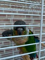 HALF TAMME PYRRHURA S NU 100 EURO/KOPPEL, Dieren en Toebehoren, Vogels | Parkieten en Papegaaien, Meerdere dieren, Papegaai