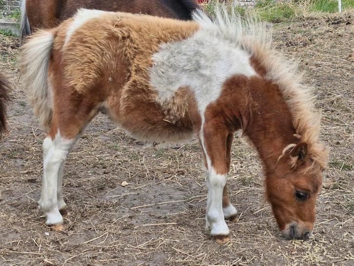 3 Hengstenveulens met stamboekpapieren, Dieren en Toebehoren, Pony's, Gechipt