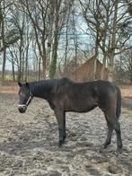 Klein paard E pony, Dieren en Toebehoren, Paarden, Ruin, Z
