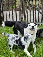 Prachtige blue merle border collie pups, Dieren en Toebehoren, Honden | Herdershonden en Veedrijvers, CDV (hondenziekte), Meerdere