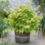 acer palmatum STUNTPRIJS 2,5€, Tuin en Terras, Ophalen