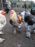 BRAHMA ZALM HANEN, Dieren en Toebehoren, Pluimvee, Mannelijk, Kip