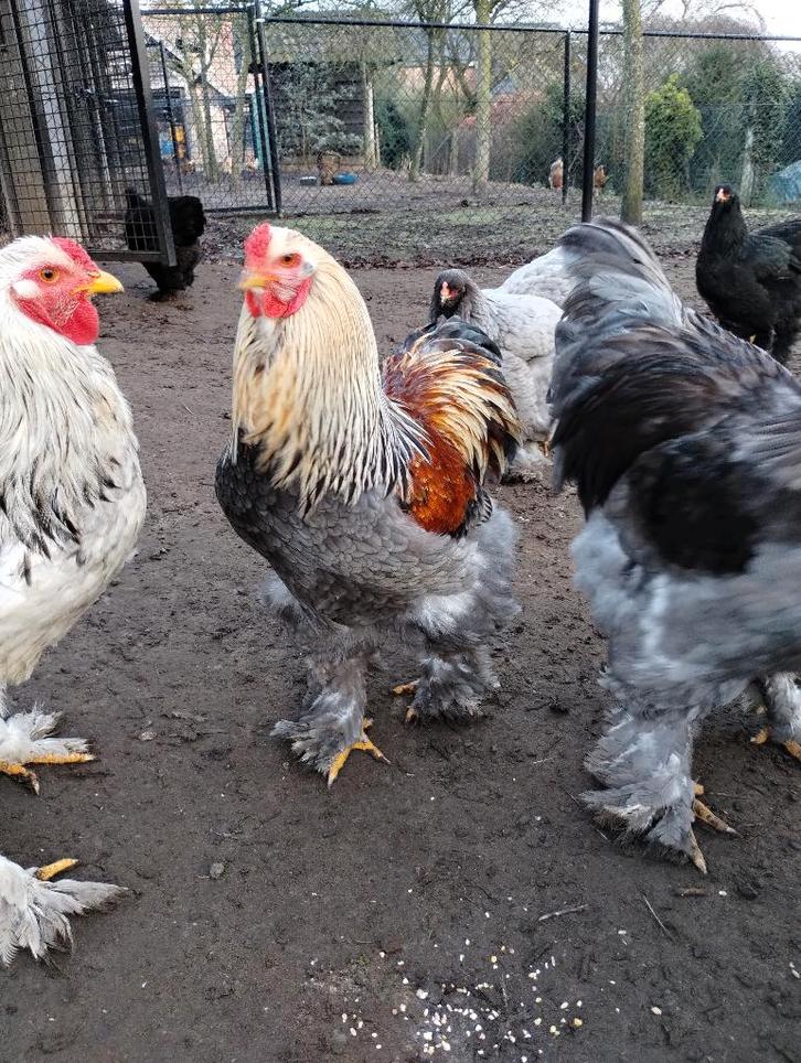 BRAHMA ZALM HANEN, Dieren en Toebehoren, Pluimvee, Kip, Mannelijk
