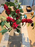 houx, Moins de 100 cm, Autres espèces, Ombre partielle, Automne