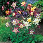 Aquilegia en Verbena, Tuin en Terras, Ophalen of Verzenden, Vaste plant