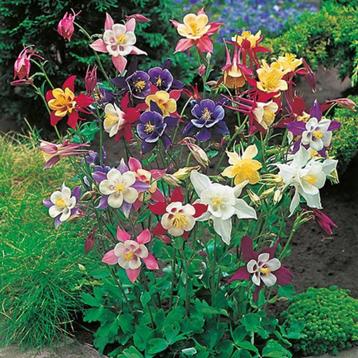 Aquilegia en Verbena beschikbaar voor biedingen