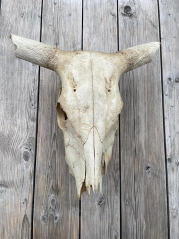 Schedel Afrikaanse koe beschikbaar voor biedingen