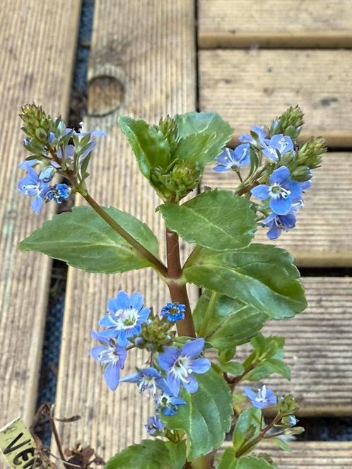Lot de 10 plantes aquatiques pour étangs, Tuin en Terras, Planten | Tuinplanten, Vaste plant, Vijverplanten, Ophalen