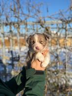 Mooie border collie pups, Colley, Plusieurs, Hépatite contagieuse (maladie de Rubarth), Belgique
