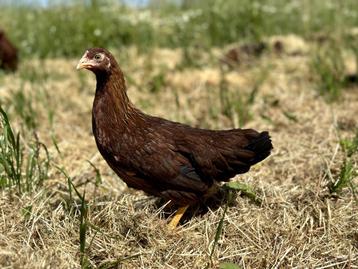Jonge tamme Welsumer kriel kippen gesekst en ingeënt, Dieren en Toebehoren, Vrouwelijk, Kip