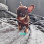 Chichuahua, Dieren en Toebehoren, Honden | Chihuahua's en Gezelschapshonden, België, Particulier, CDV (hondenziekte), 8 tot 15 weken