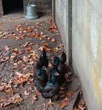 Barnevelder kippen te koop, Dieren en Toebehoren