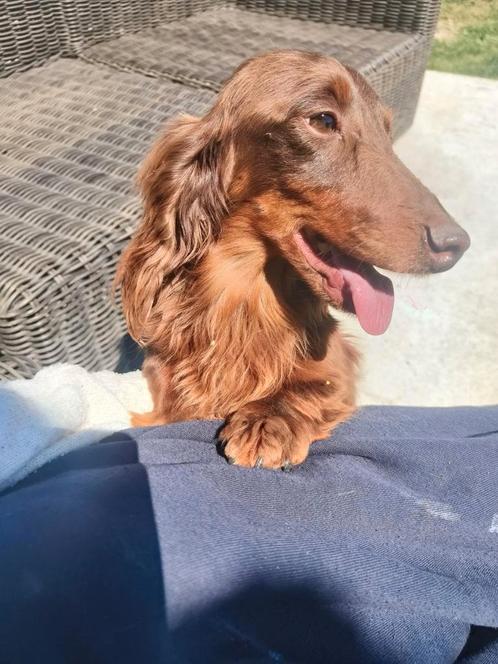 Woody langharige teckel, Dieren en Toebehoren, Honden | Teckels en Dashonden, Reu, Langhaar, Kaninchen, Fokker | Professioneel