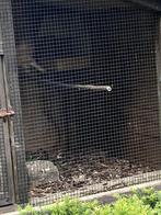 man zanglijster, Dieren en Toebehoren, Vogels | Overige Vogels, Mannelijk, Wildzangvogel