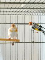 Cherche chardonneret, Dieren en Toebehoren, Vogels | Overige Vogels, Tropenvogel, Geringd