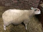 Schaap, Dieren en Toebehoren, Schapen, Geiten en Varkens, Vrouwelijk, Schaap