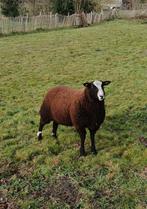 Zwartbles dekram, Animaux & Accessoires, Moutons, Chèvres & Cochons