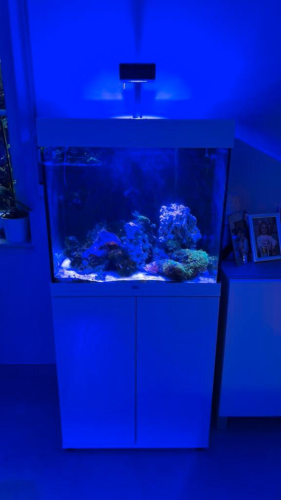 Aquarium Eau de Mer, Animaux & Accessoires, Poissons | Aquariums & Accessoires, Comme neuf, Enlèvement