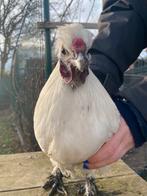 100% zijdehoen kriel haan, Animaux & Accessoires, Volatiles, Mâle, Poule ou poulet