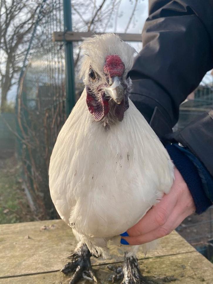 100% zijdehoen kriel haan, Dieren en Toebehoren, Pluimvee, Kip, Mannelijk