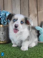 Welsh Corgi Cardigan pups / Corgi pup, Dieren en Toebehoren, België, Overige rassen, CDV (hondenziekte), 8 tot 15 weken