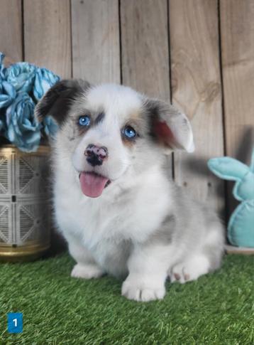 Welsh Corgi Cardigan pups / Corgi pup, Dieren en Toebehoren, België, Overige rassen, CDV (hondenziekte), 8 tot 15 weken