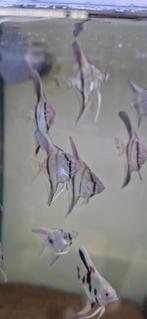 Vele  soorten Maanvissen, Dieren en Toebehoren, Vissen | Aquariumvissen