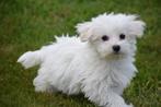 Maltezer pups nieuw nestje beschikbaar, Maltezer, 8 tot 15 weken, Buitenland, CDV (hondenziekte)