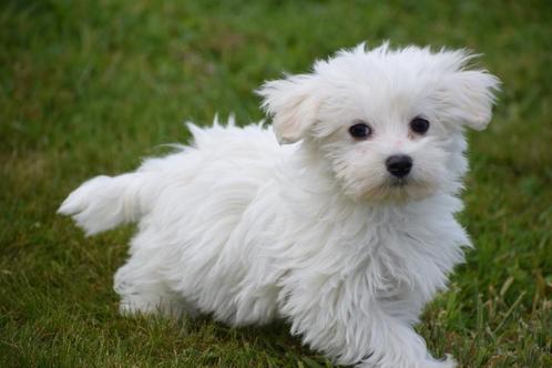 Maltezer pups nieuw nestje beschikbaar, Dieren en Toebehoren, Honden | Chihuahua's en Gezelschapshonden, Meerdere dieren, Maltezer