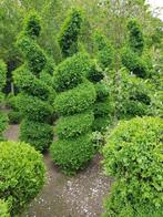 Buxus, Buxus, Ophalen