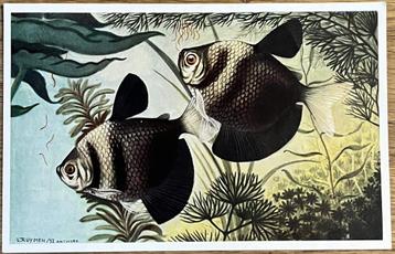 Gymnocorymbus Ternetzi (Black Tetra) - Card beschikbaar voor biedingen