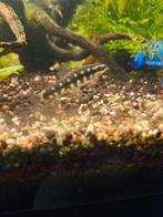 Ambastaia sidthimunki – Dwerg Botia, Vis, Zoetwatervis