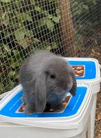 Mini lop konijntjes, Dieren en Toebehoren, Konijnen, Meerdere dieren, Klein, Hangoor, 0 tot 2 jaar