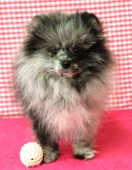 Super leuke Pomeriaan pups!, Dieren en Toebehoren, Keeshond, 15 weken tot 1 jaar, Buitenland, Parvo