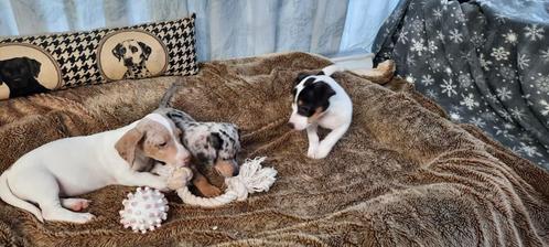 Merle Jack Russel pups (teefjes)