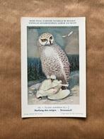 Vogels van België Nr. 64 Sneeuwuil, Ophalen of Verzenden, Ongelopen, Vogel
