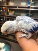 Violet bond dwergpapegaai, Dieren en Toebehoren